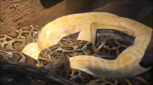 Тигровый питон и интересные факты о нем