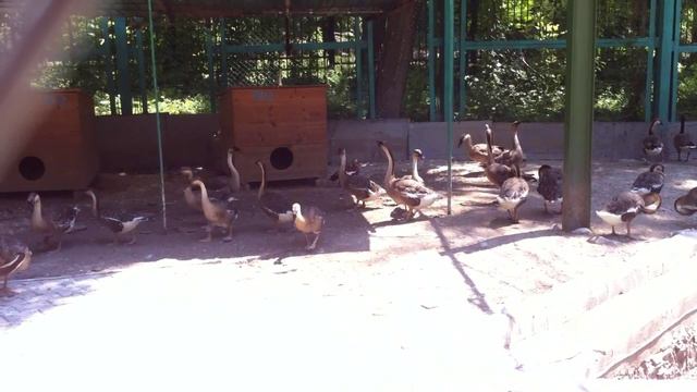 Сухонос смотреть онлайн