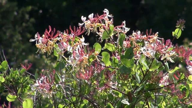 Ardèche Soyons - Sortie ORCHIDÉES смотреть онлайн