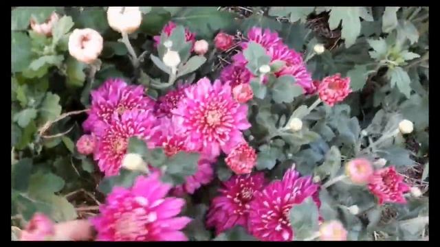 Самые роскошные многолетники для вашего сада.Цветение хризантем.Обзор сортов смотреть онлайн