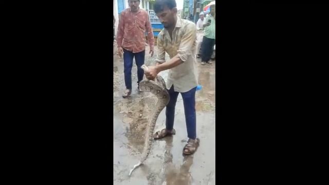 TANK BUND OVERFLOW | FULL WATER LEVEL IN HUSSAIN SAGAR | HUSE PYTHON CATCH | CROCODILE CATCH смотреть онлайн