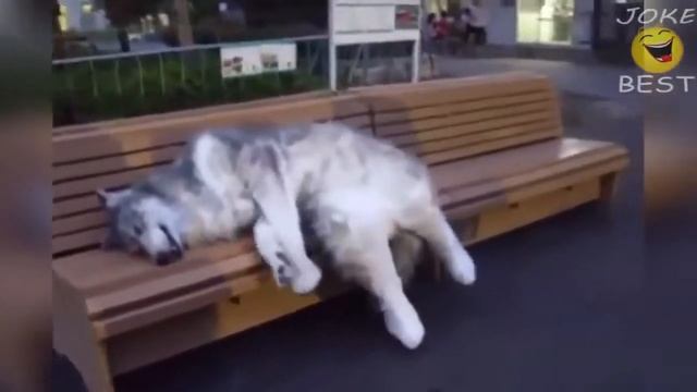 ржачный волк