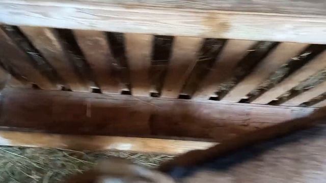 Итог опороса крупной белой свиньи..... Сосков хватило всем? Сон поросят в процессе кормления. смотреть онлайн