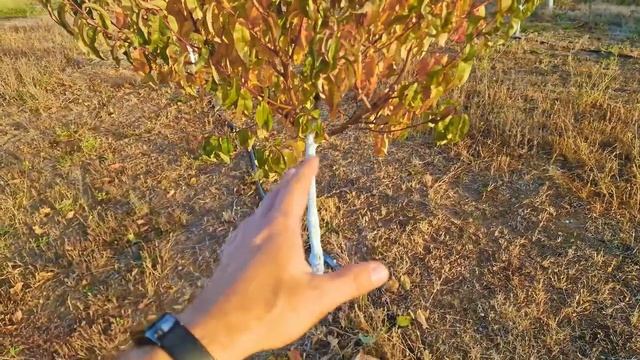 Многие не знают ЗАЧЕМ осенняя побелка деревьев! Убережет деревья зимой! смотреть онлайн