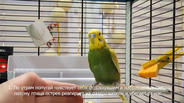 2 причины почему СЛОЖНО приручать попугая по утрам смотреть онлайн