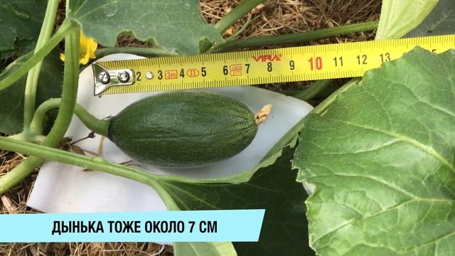 ТЕПЛИЧНЫЙ СПОСОБ ВЫРАЩИВАНИЯ БАХЧЕВЫХ / АРБУЗЫ и ДЫНИ смотреть онлайн