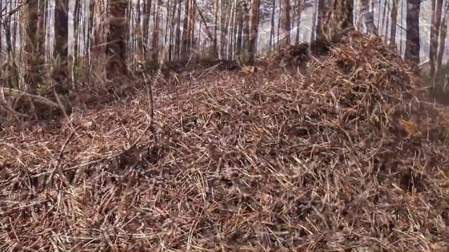 Берёзовый сок. Прогулка по весеннему лесу. смотреть онлайн