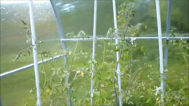 Вода поднялась в протоке. 1 июля. Томаты уже лучше растут, чувствуют настоящее лето)) смотреть онлайн