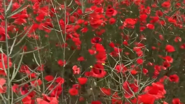 Маки цветение. Симферополь. 22 мая 2019 г. Крым. Poppies. Crimea. смотреть онлайн