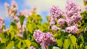 Футаж — Цветущая сирень весной. Футажи (footage) красивая природа [FullHD]