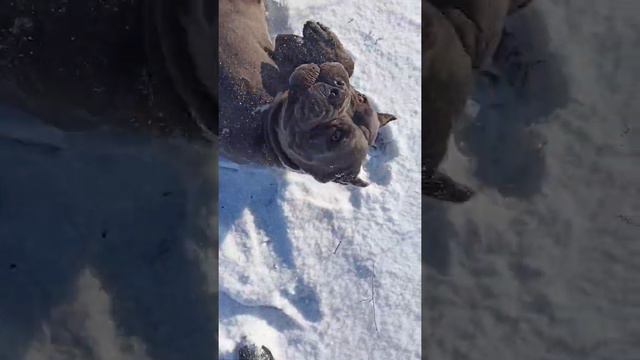 КАНЕ КОРСО КРЫМ. Радость первому снегу 2021 смотреть онлайн