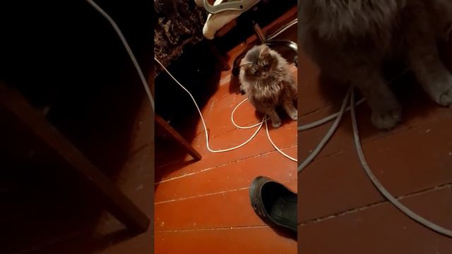 воспитание кота тапкотм смотреть онлайн