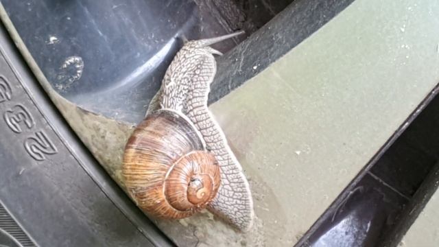 УЛИТКА ГИГАНТ, ХОТЕЛА ПРОКАТИТСЯ НА ДИСКЕ АВТОМОБИЛЯ смотреть онлайн