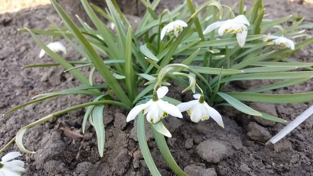 Галантус махровый .  Galanthus .