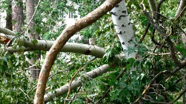 В Краснокамске после урагана на второй день смотреть онлайн
