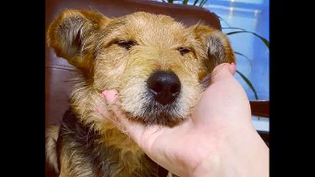 Новосибирский "Хатико" сидел в аэропорту на одном месте, там, где его оставили хозяева... смотреть онлайн