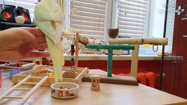 как отучить волнистого попугая грызть обои смотреть онлайн