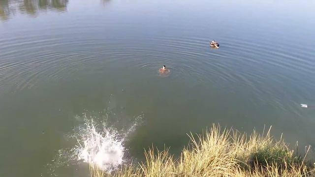 Как правильно прыгать в воду? Смотри и учись смотреть онлайн