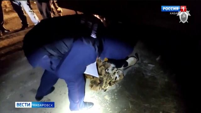 Браконьеров с тушей убитого амурского тигра задержали в Хабаровске смотреть онлайн
