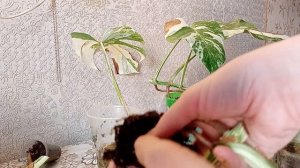 Монстера борзига ???. Темные пятна на листьях. Черенкование, пересадка