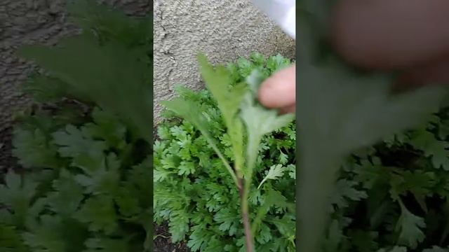 Хризантема Мультифлора, размножение смотреть онлайн