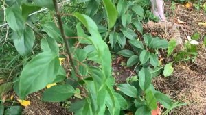 ЖИЗНЬ в ГЛУХОЙ ДЕРЕВНЕ. БЕЛАРУСЬ. АКТИНИДИЯ ЛЕТНИЙ УХОД,ПОДКОРМКА, ВИД на УРОЖАЙ,мой 25 летний опыт