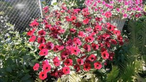 Петуния сортТайдал Рэд Велюр - гигантская петуния. Петуния Тайдал.ПЕТУНИЯ /TIDAL WAVE F1RED VELOUR