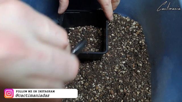Unboxing & Potting Up Plants from Phil | Haworthia | Aloe | Crassula смотреть онлайн