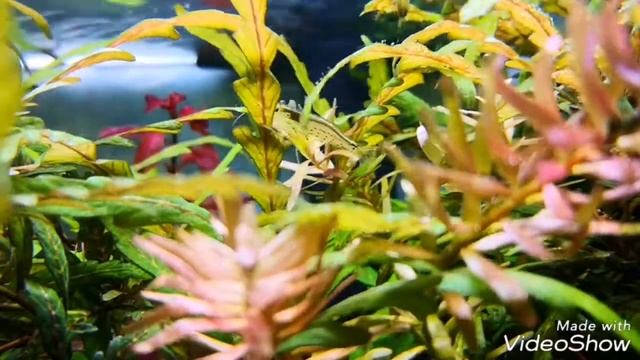 Hygrophila pinnatifida ? смотреть онлайн