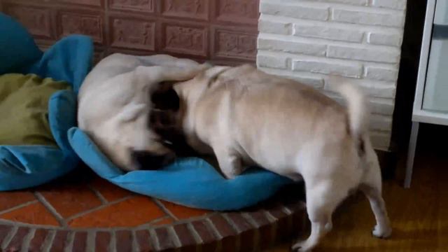 Pug carlin puppy chien смотреть онлайн