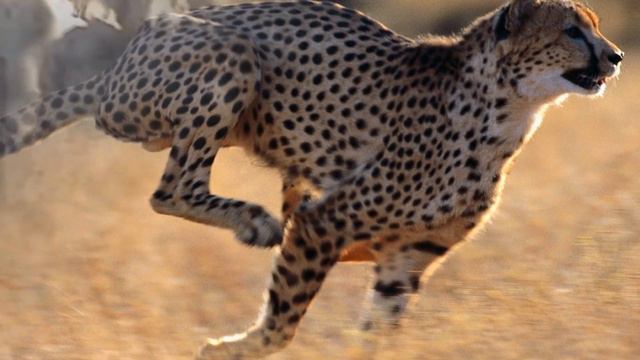 Как охотится леопард? смотреть онлайн