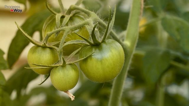 Когда Лучше Срывать Томаты С Куста Зелеными Или Ждать Пока Покраснеют? Как Дозревать Помидоры? смотреть онлайн