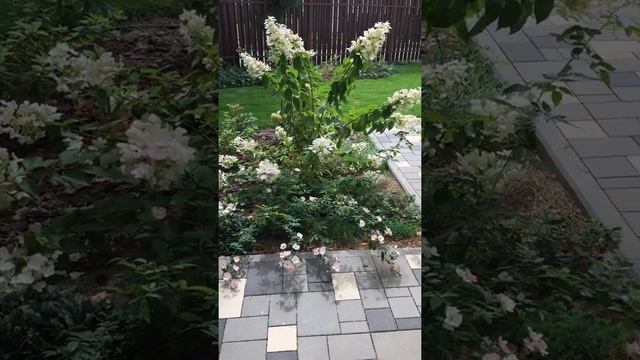 Гортензия Magical fire смотреть онлайн