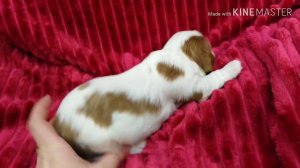 Щенкам Кавалер Кинг Чарльз Спаниеля 12 дней!