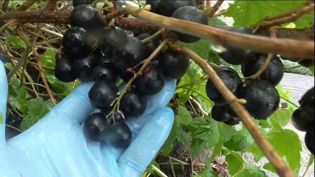 ЛЮЧИЯ! Сорт смородины с ягодой в вишню. смотреть онлайн