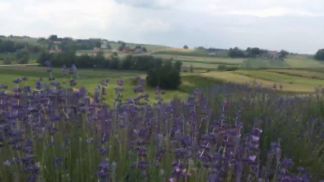 Lavender fields / Лавандовые поля, Ostrów, Polska. смотреть онлайн