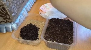 Посеяла Перец сладкий 'Мегатон золотой'