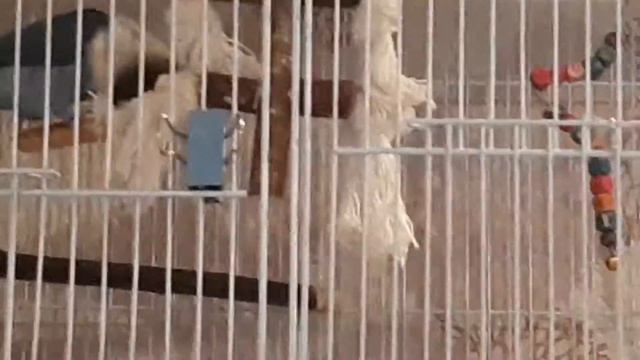 Масковые Неразлучники. Гаврюша и Гелла. смотреть онлайн