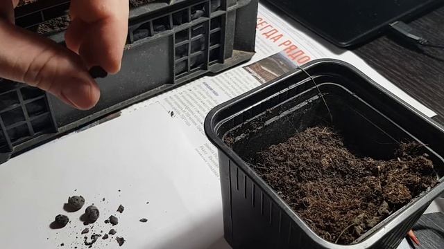 Трахикарпус Форчуна/ Проращивание из семян. #сад #растения #полезныесоветы