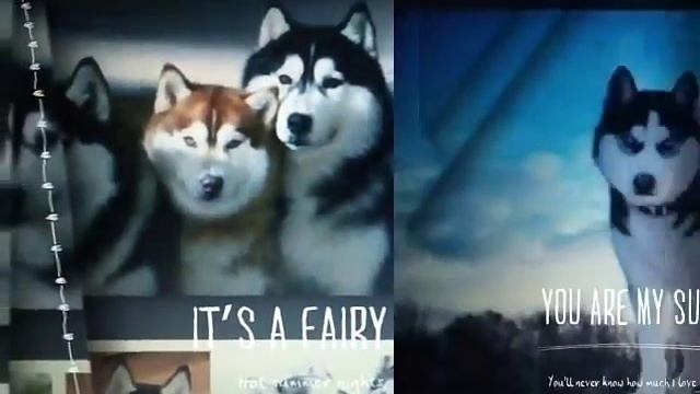 Большие собаки хаски