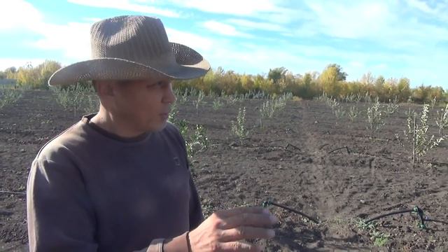 В Казахстане руками энтузиаста высажен уникальный яблоневый сад г. Уральск, 2018г. смотреть онлайн