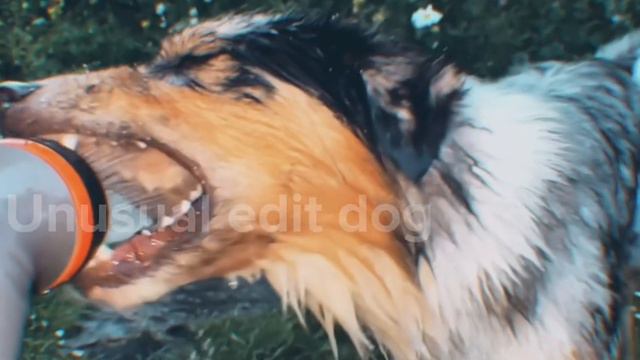 Всем привет. Эдит (ауси) как дела? смотреть онлайн