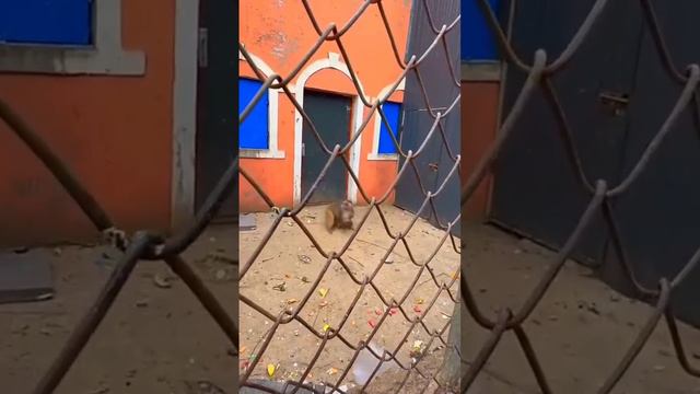 Пока вы зависаете в клубах и барах здравая молодёжь тренируется в подвалах☠️🦍