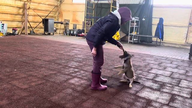 Дочка Эни и Карбона, желтая лента смотреть онлайн