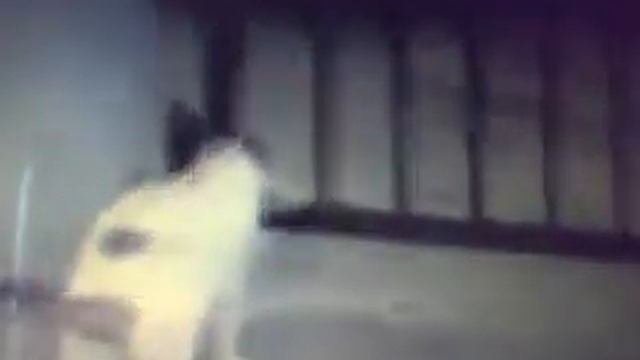 Котята шалуны,упорный кот смотреть онлайн