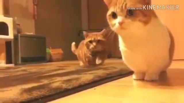 KUCING JENIS MUNCHKIN LUCU BANGETTT... смотреть онлайн