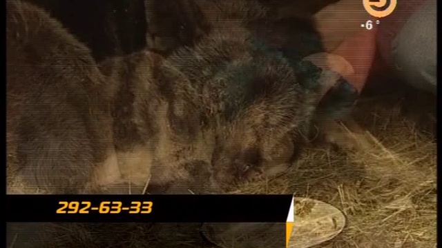 Собака Найда с раздробленной головой в программе "Город" ТК "Эфир" 14.03.2011 смотреть онлайн