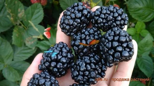 Ежевика обыкновенная Кайова (rubus fruticosa kajova) ? обзор: как сажать, саженцы ежевики Кайова смотреть онлайн