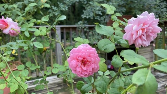 Rose - Princess Alexandra of Kent смотреть онлайн