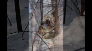 Жизнь белок весной.